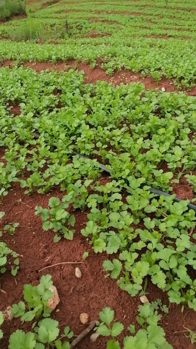 澄江抚仙湖边的露天林地香菜（价格可议）