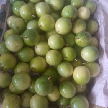 钦蜜黄金百香果，60g以上统果，大果和特大果靓果占据比例多。