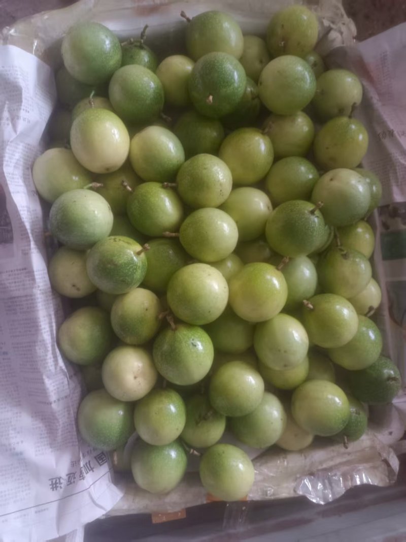 钦蜜黄金百香果，60g以上统果，大果和特大果靓果占据比例多。