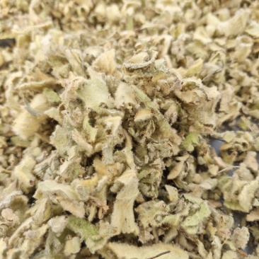 西藏野生毛蕊花。统装，精品。