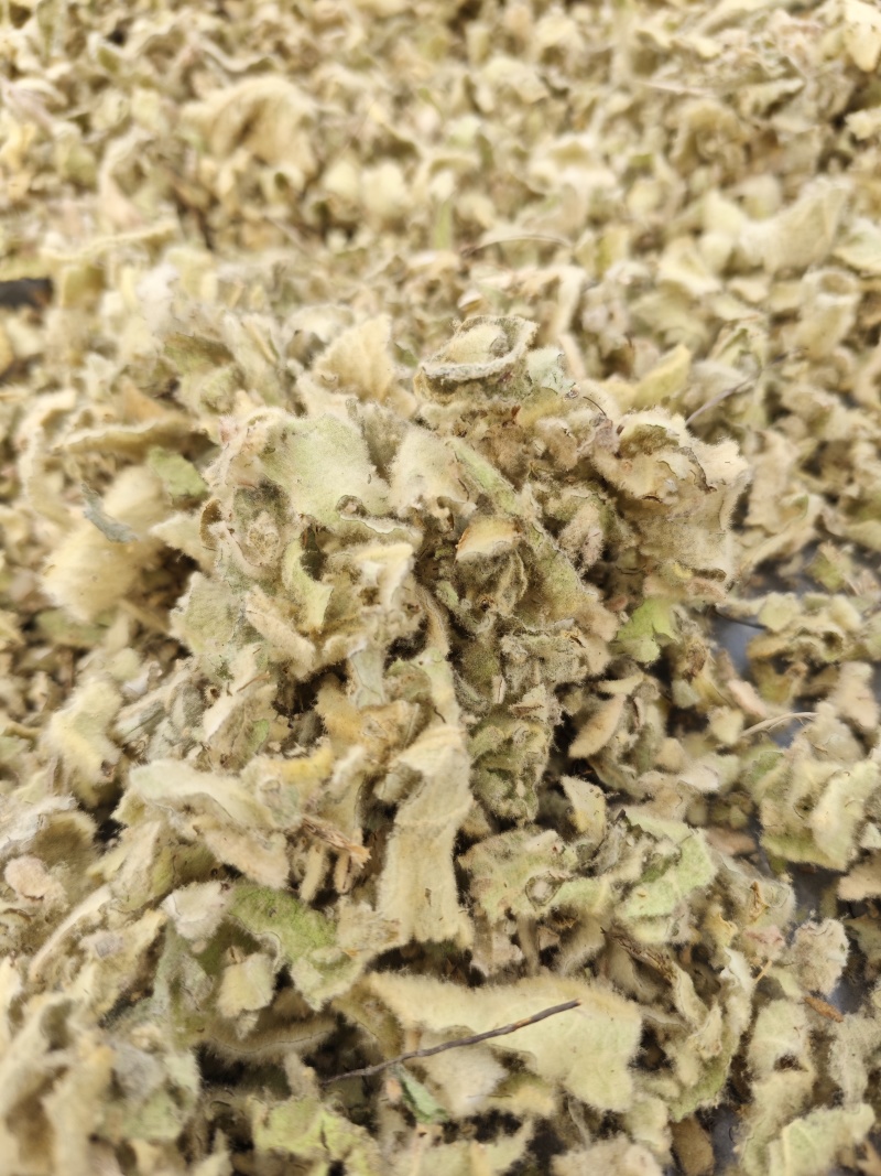 西藏野生毛蕊花。统装，精品。
