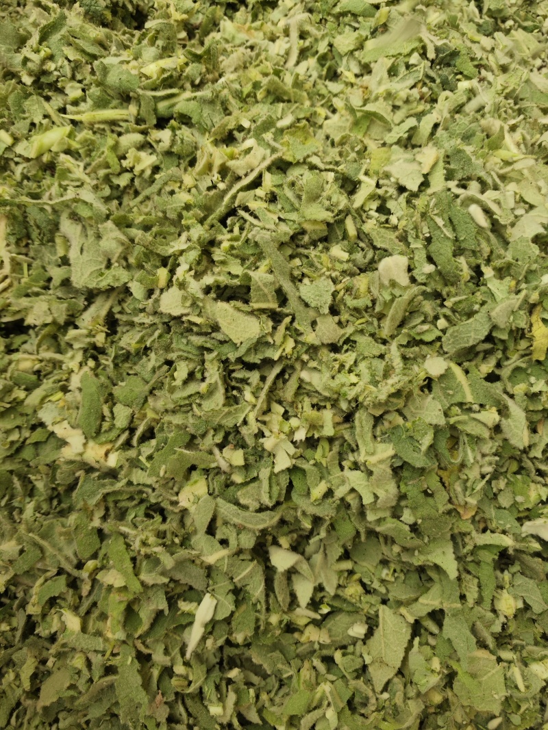 西藏野生毛蕊花。统装，精品。