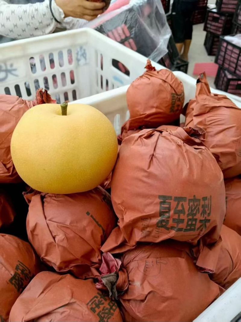 山东青岛圆黄