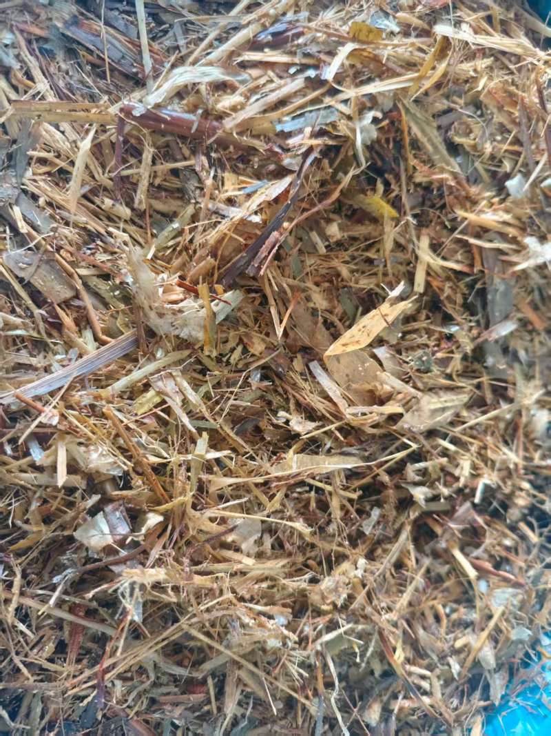 牛羊爱吃玉米黄贮料乳酸菌发酵消化率高惠农热销