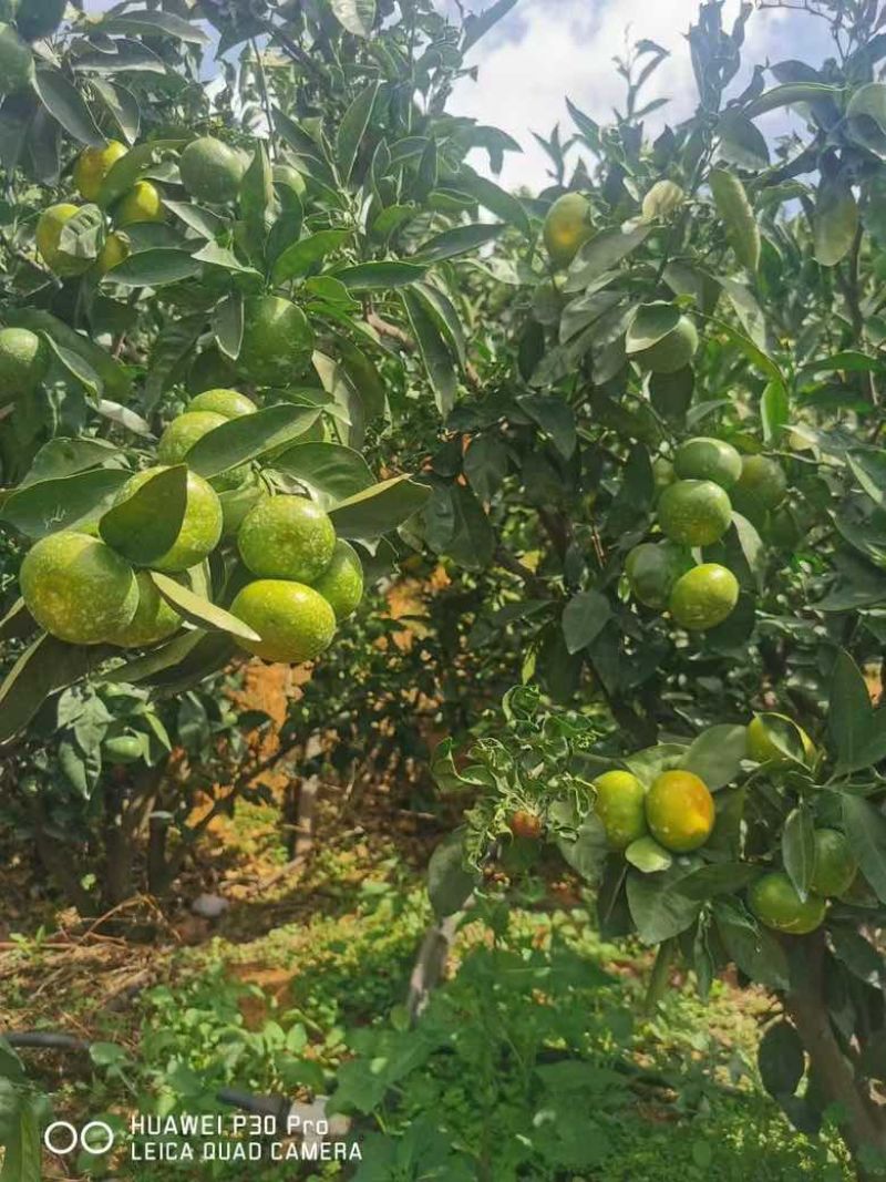 云南高原早熟蜜橘市场商超社区区域电商团购
