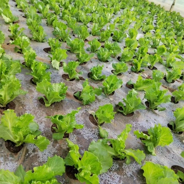 代购蔬菜当地蔬菜”正在做代购，品种多达60余种，