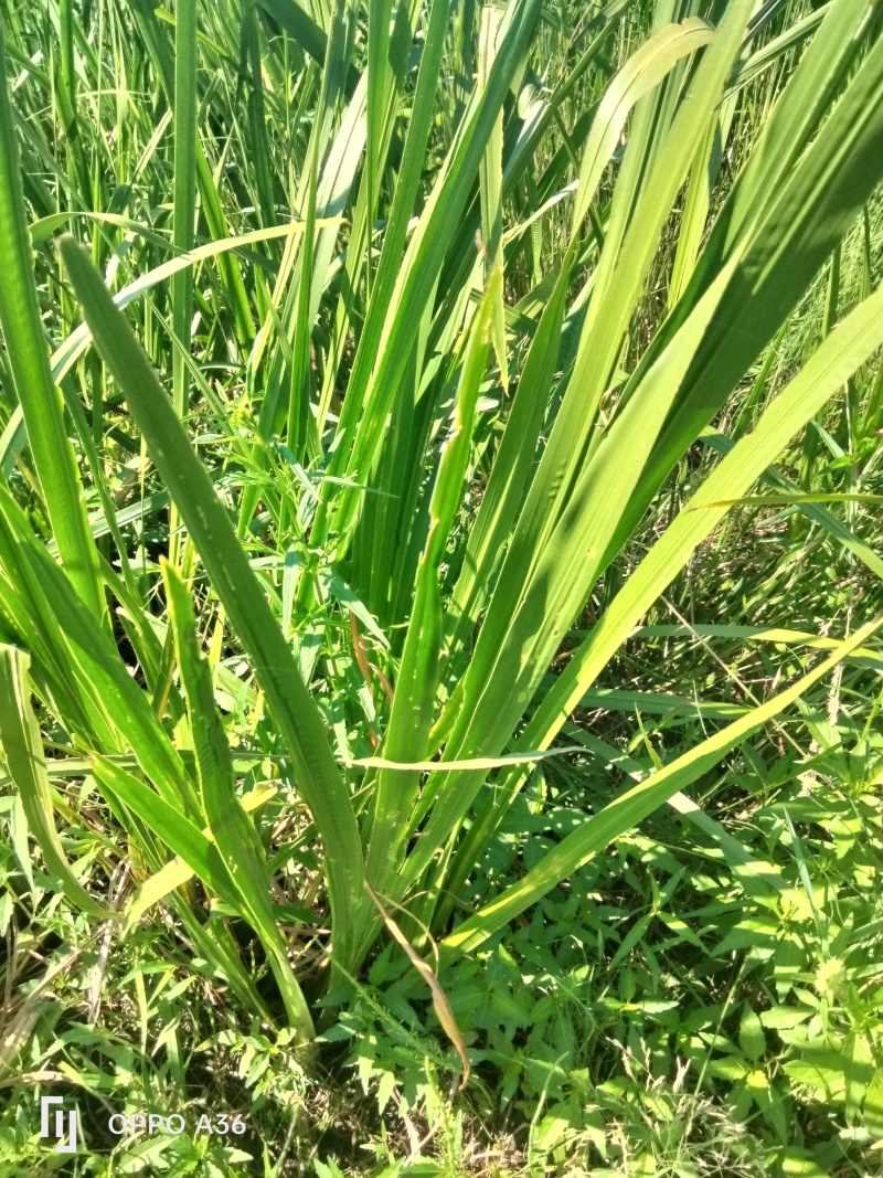 水菖蒲