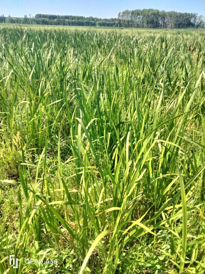 水菖蒲