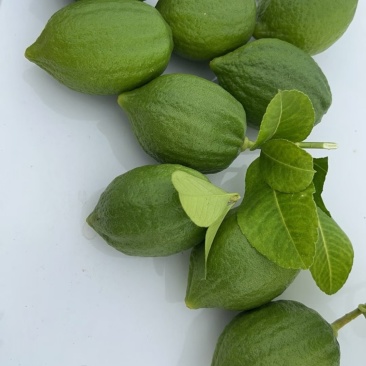 广东香水柠檬，塔希提