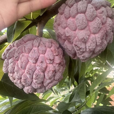 玫瑰释迦果