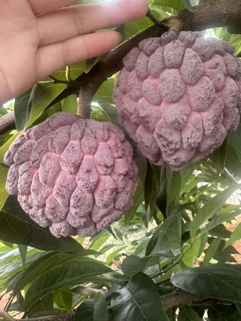 玫瑰释迦果