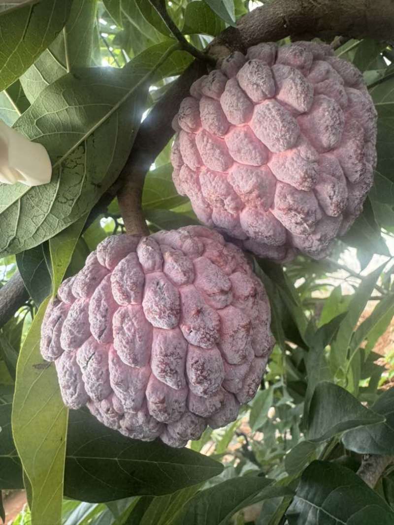玫瑰释迦果