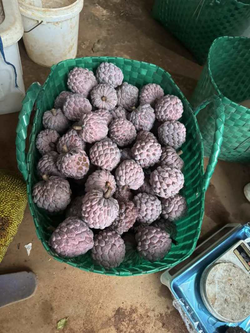 玫瑰释迦果