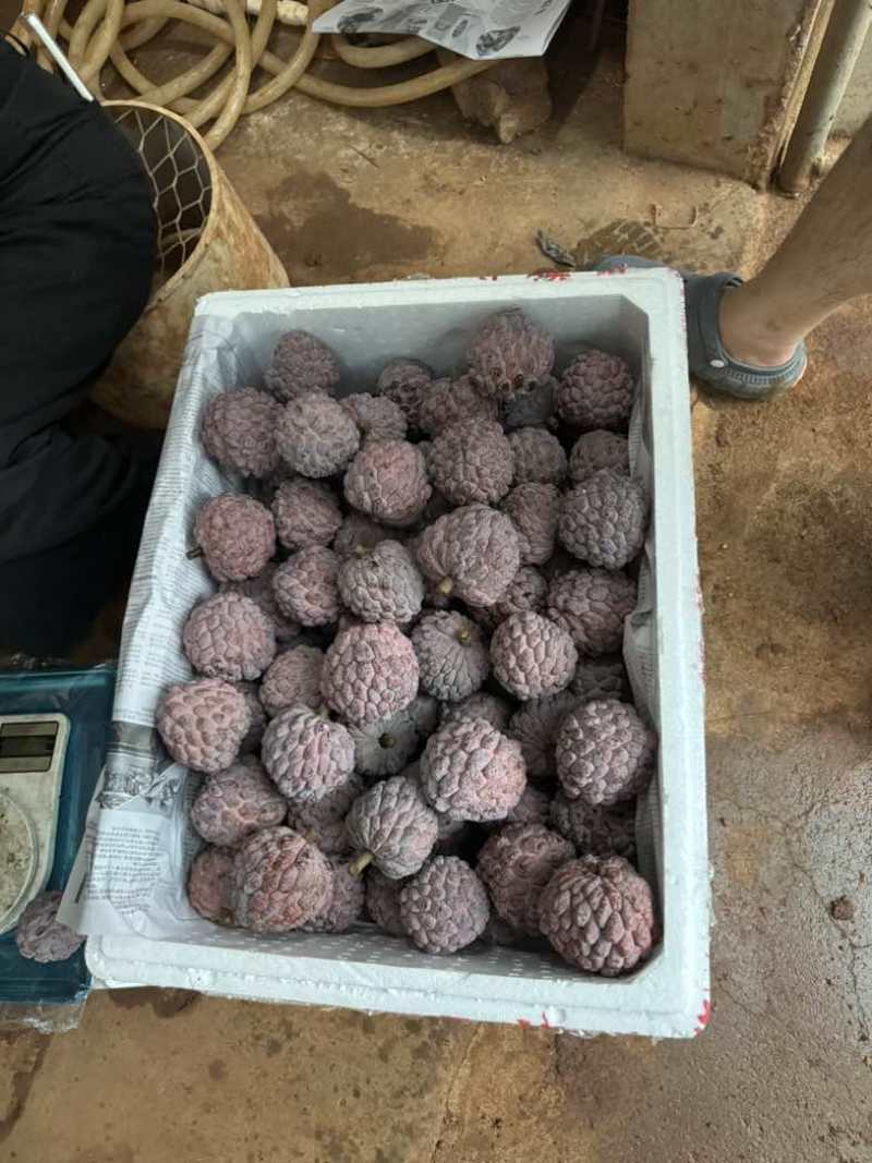玫瑰释迦果