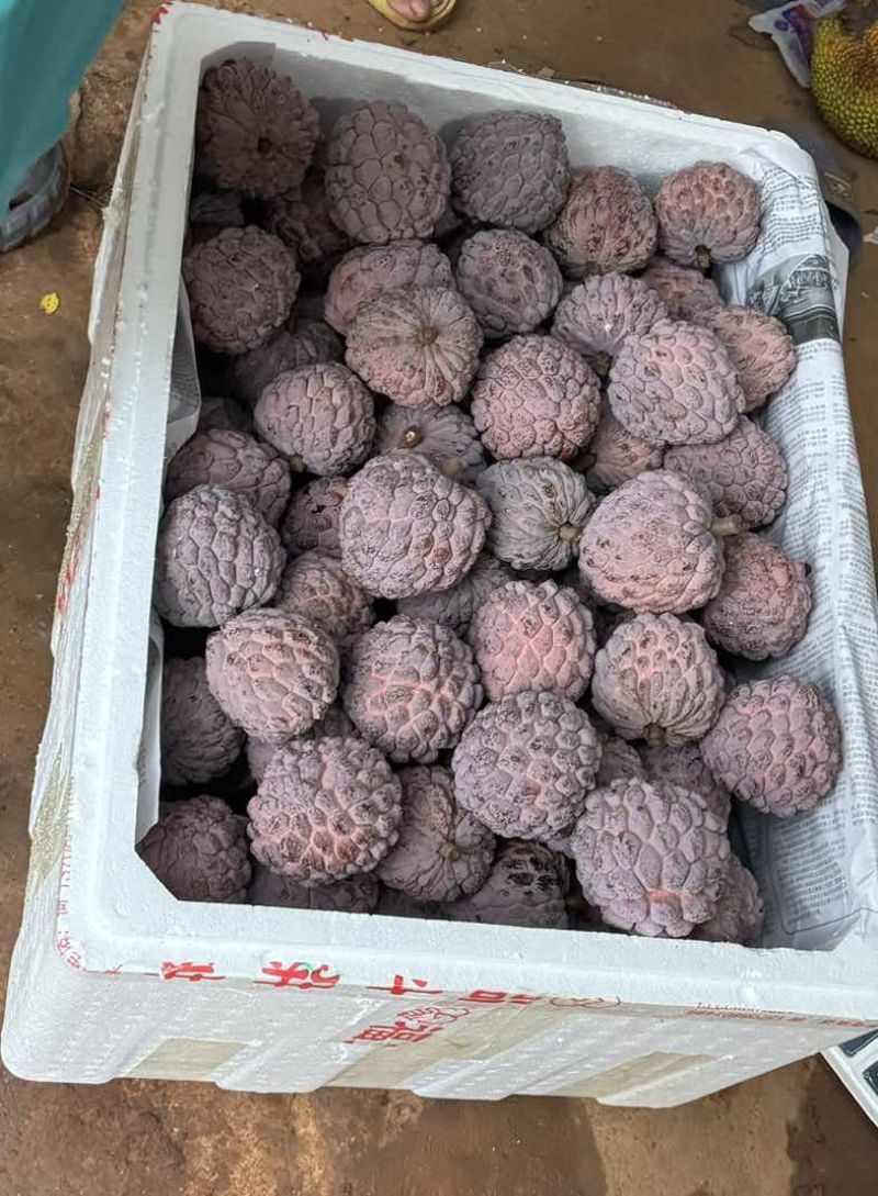 玫瑰释迦果