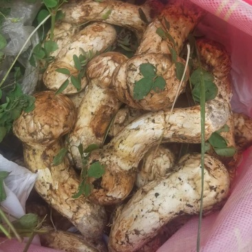 小金野生新鲜松茸