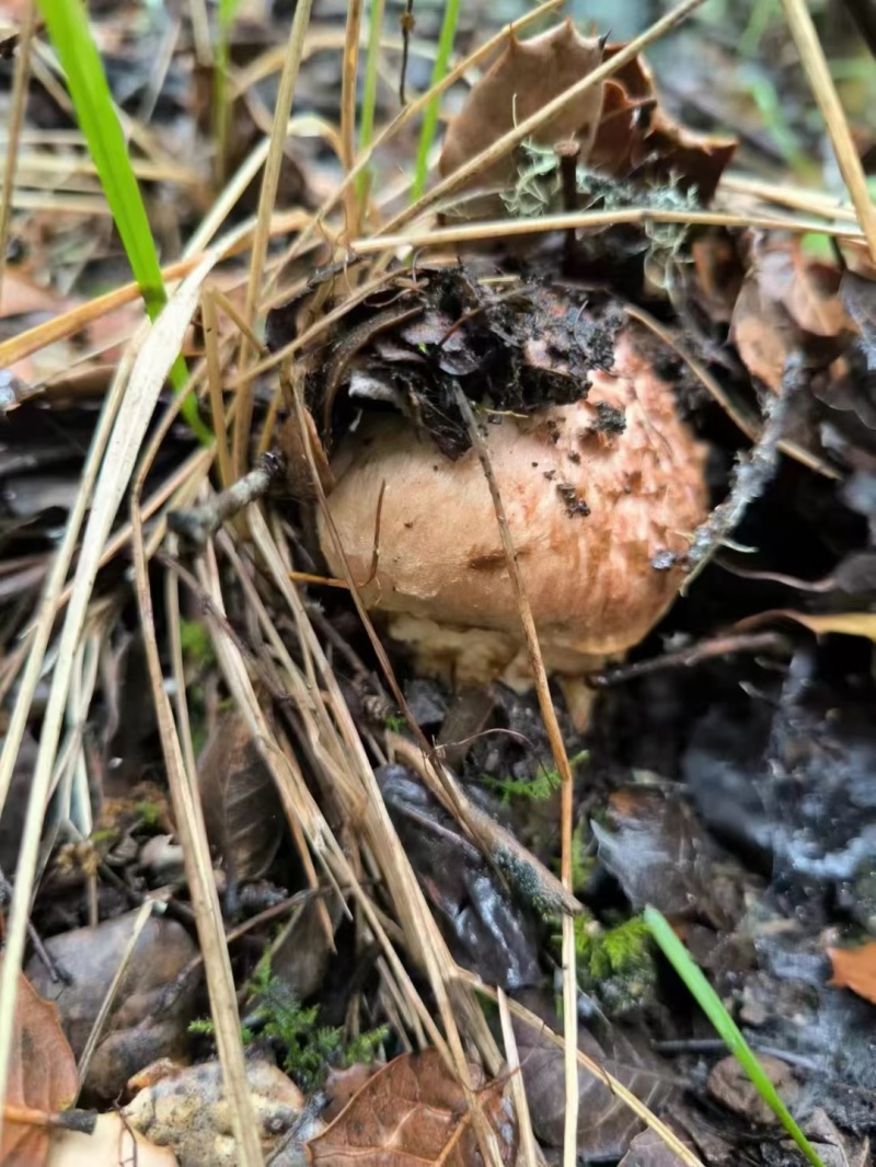小金野生新鲜松茸