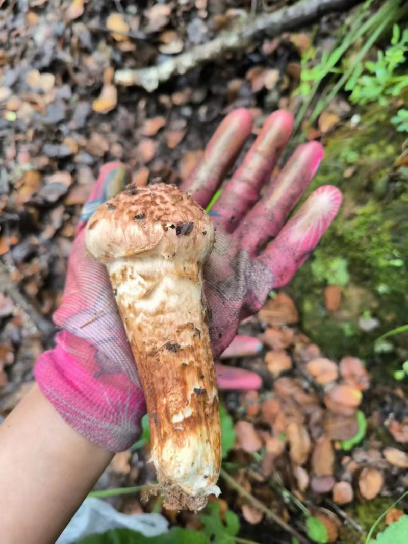 小金野生新鲜松茸