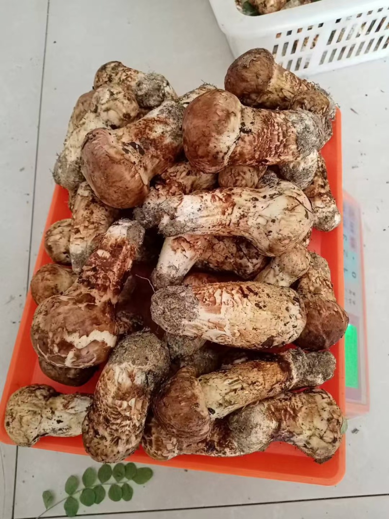 小金野生新鲜松茸