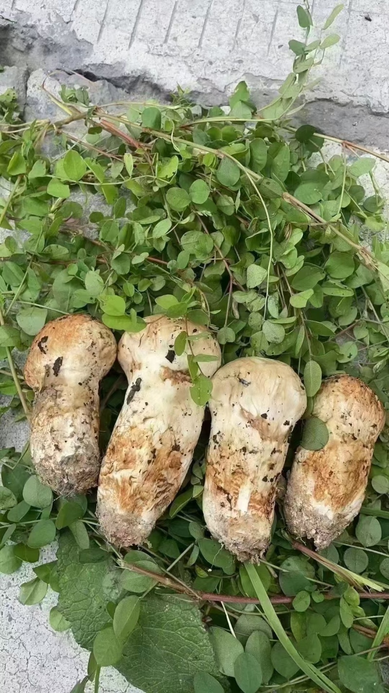 小金野生新鲜松茸
