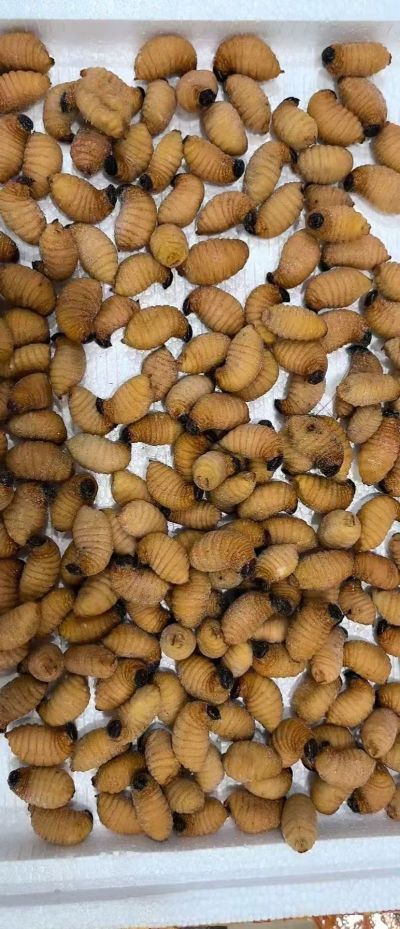 竹虫大量有货。