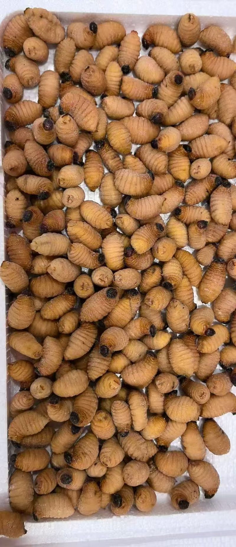 竹虫大量有货。