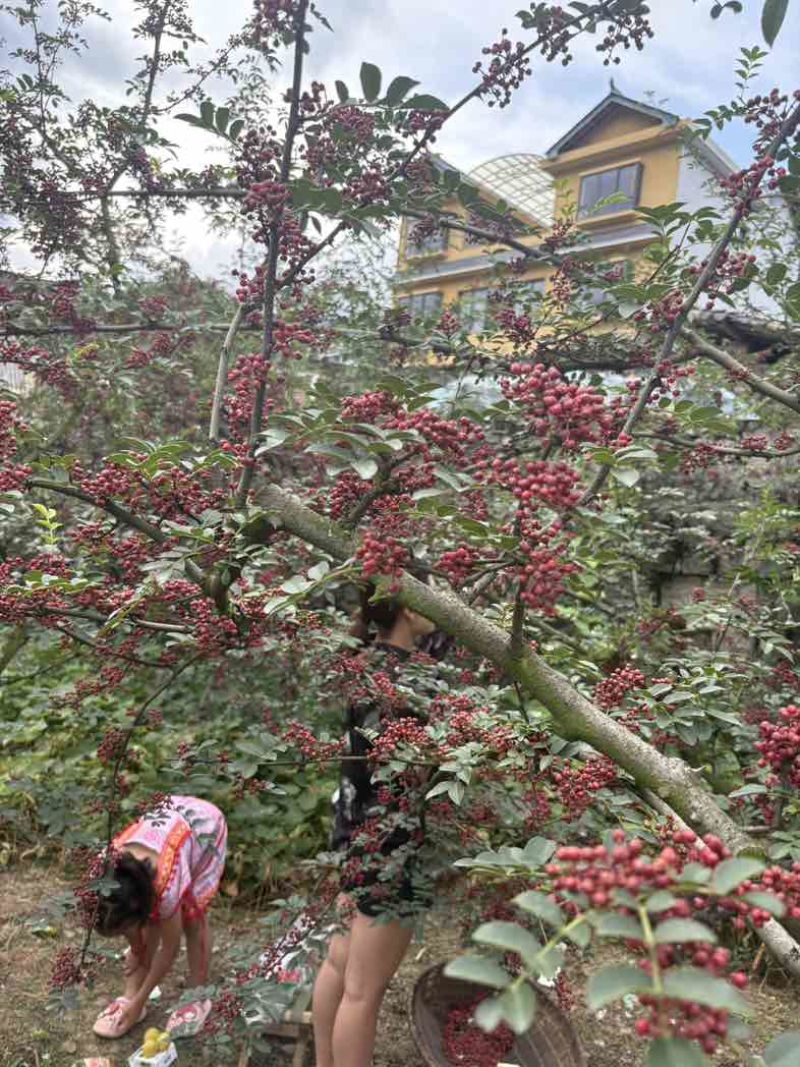 新货已上市