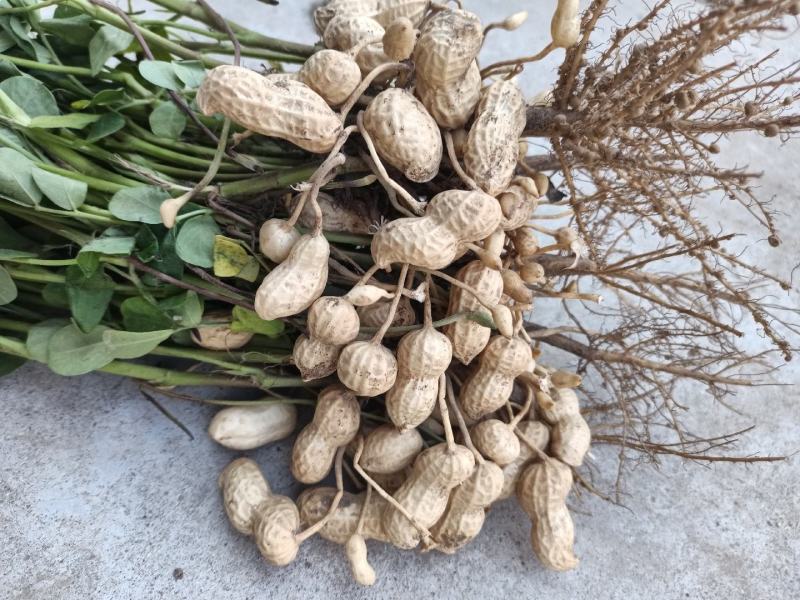 山东白沙鲜花生