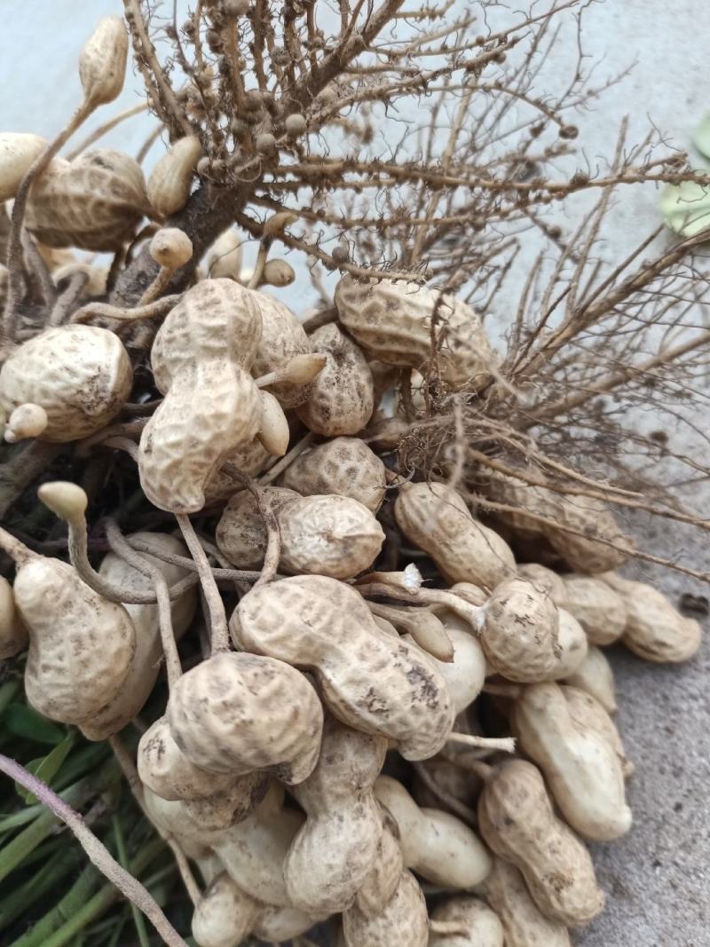 山东白沙鲜花生