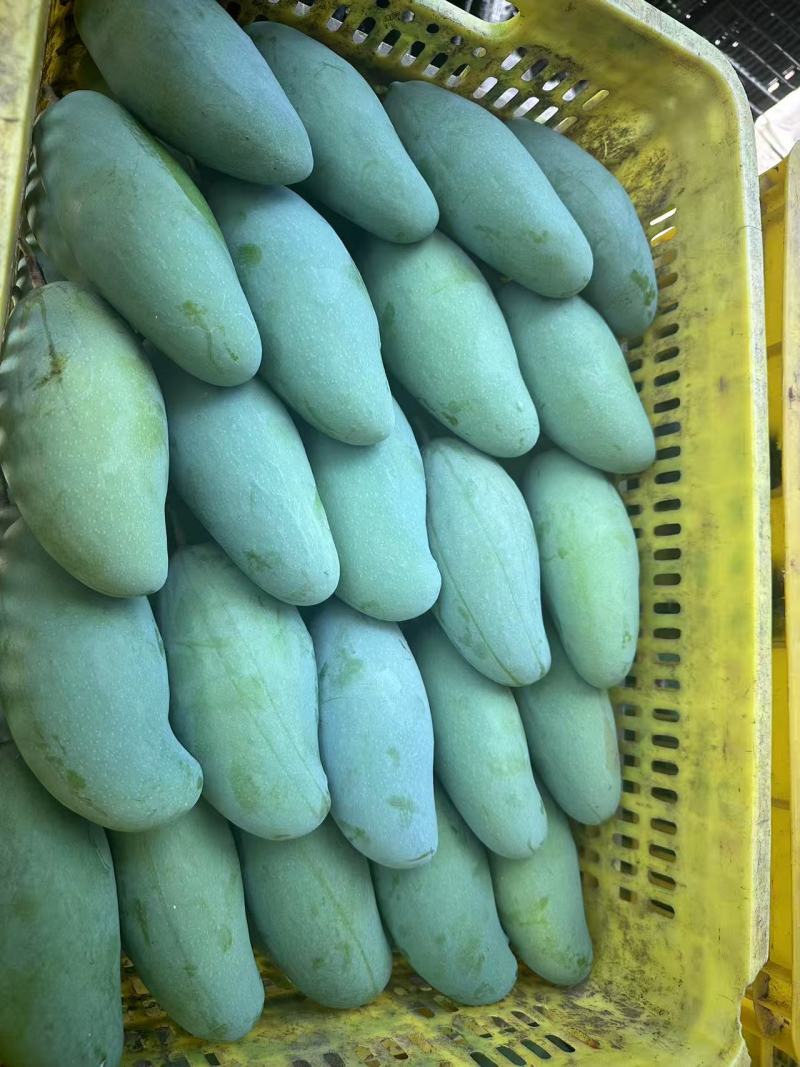 广西百色市田东县正宗桂七芒果
