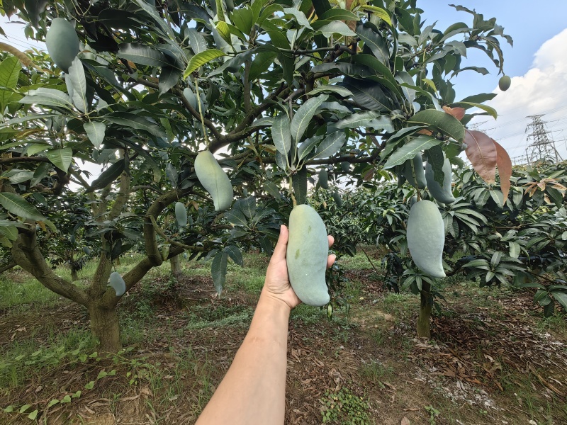 广西百色市田东县正宗桂七芒果