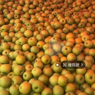 河南鲁山黄冠梨
