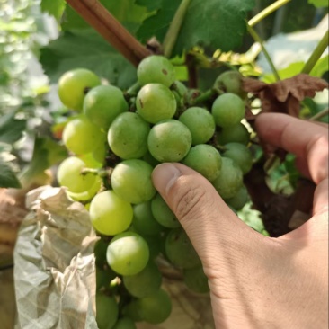 价格便宜当果汁果卖1.5成交价量大还有商量