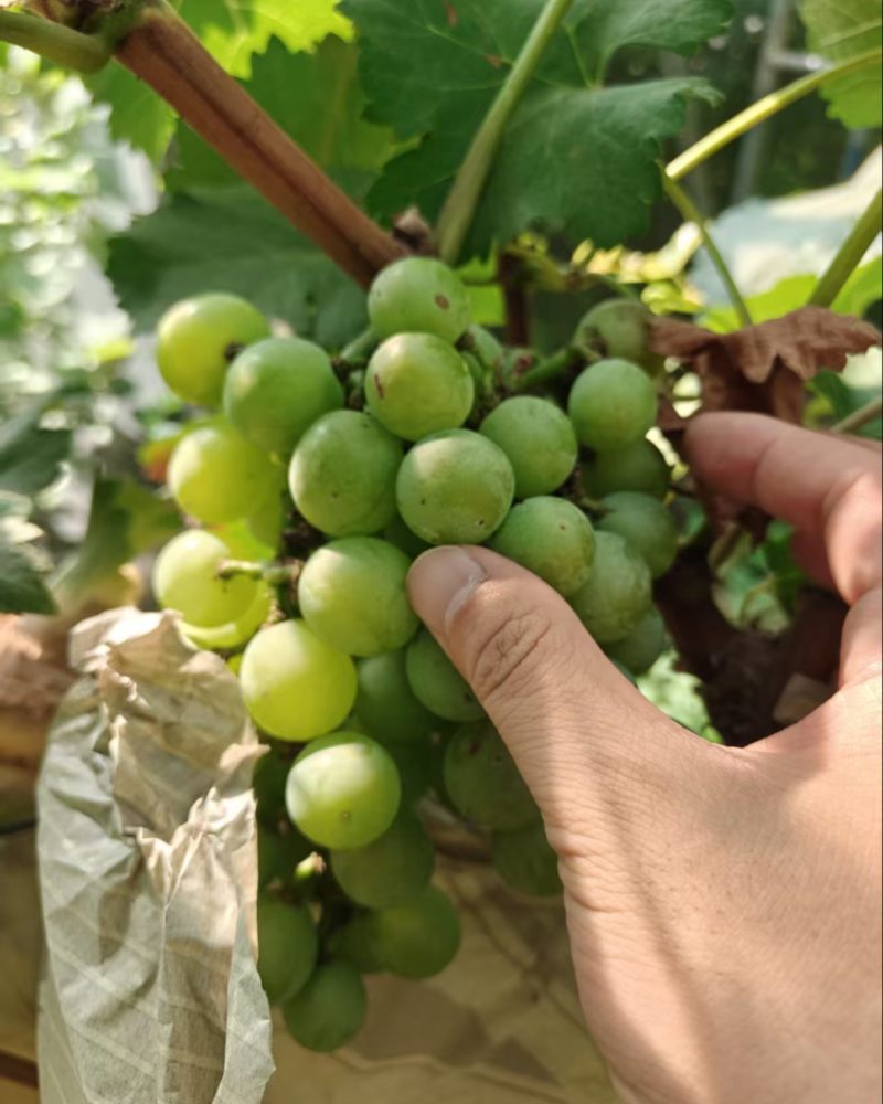 价格便宜当果汁果卖1.5成交价量大还有商量