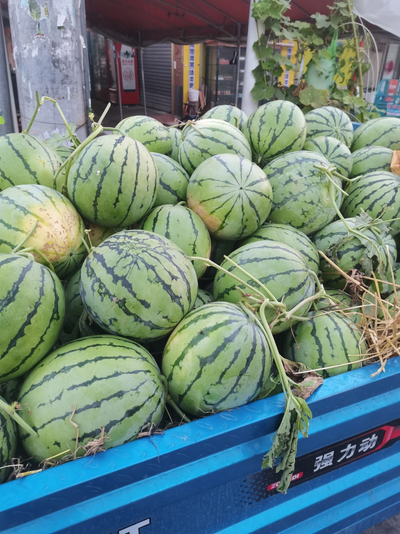 麦茬西瓜