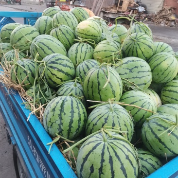 麦茬西瓜