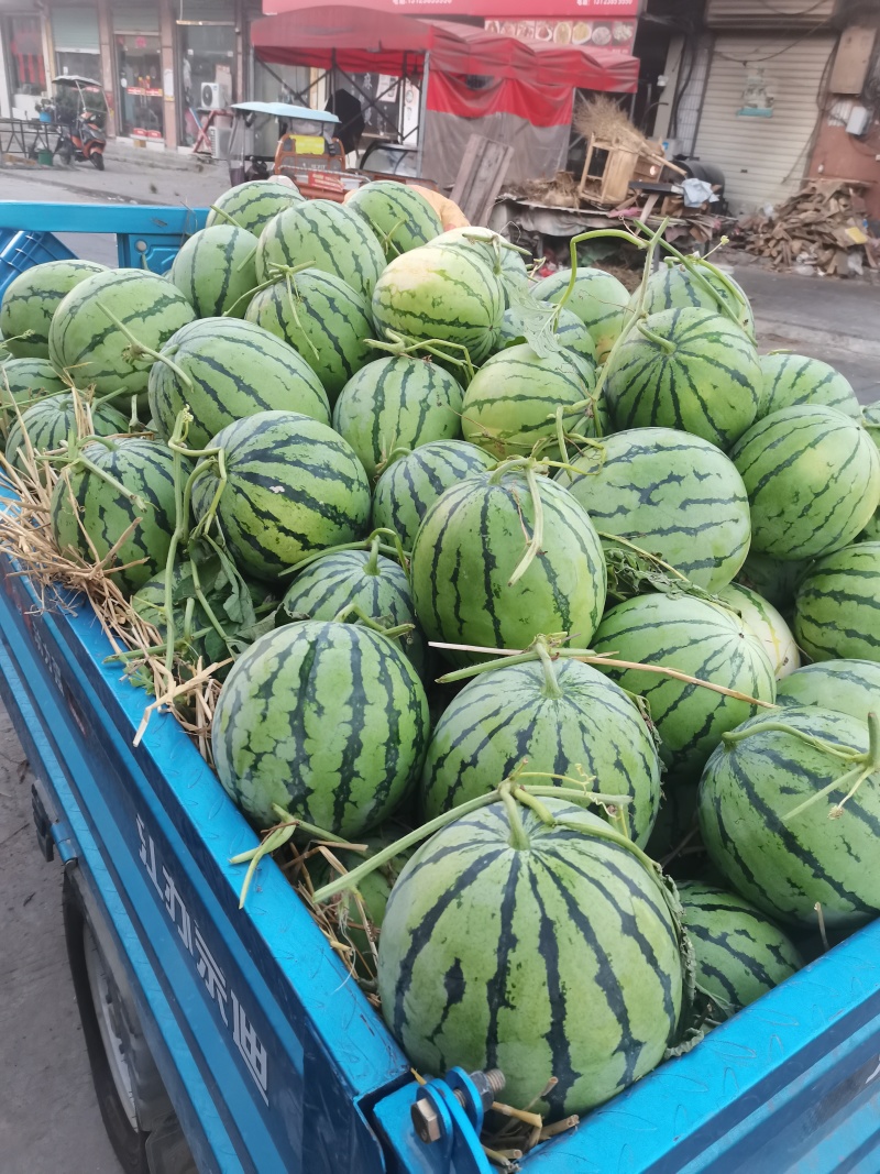麦茬西瓜