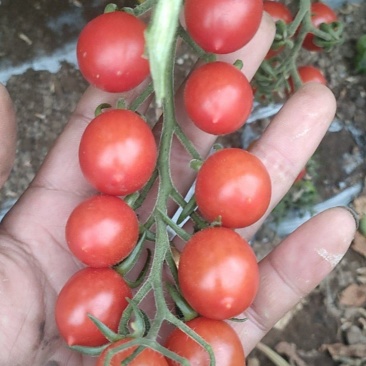 小西红柿玲珑香芒皇后