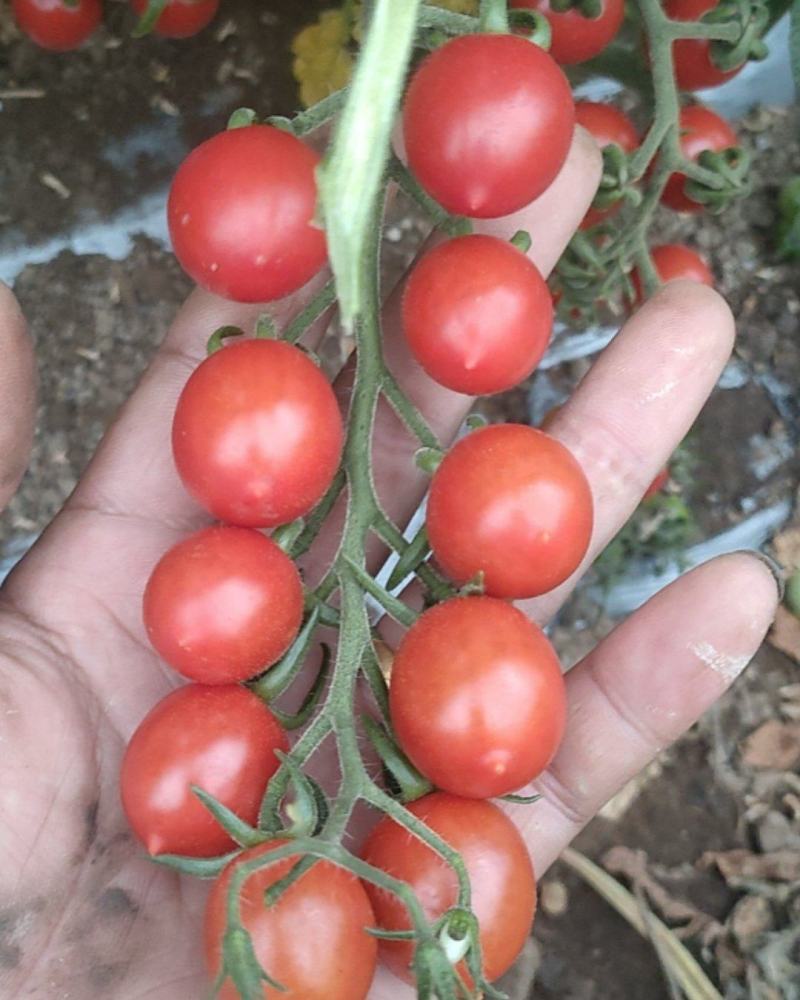 小西红柿玲珑香芒皇后