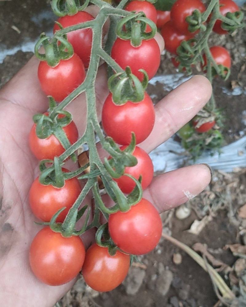 小西红柿玲珑香芒皇后