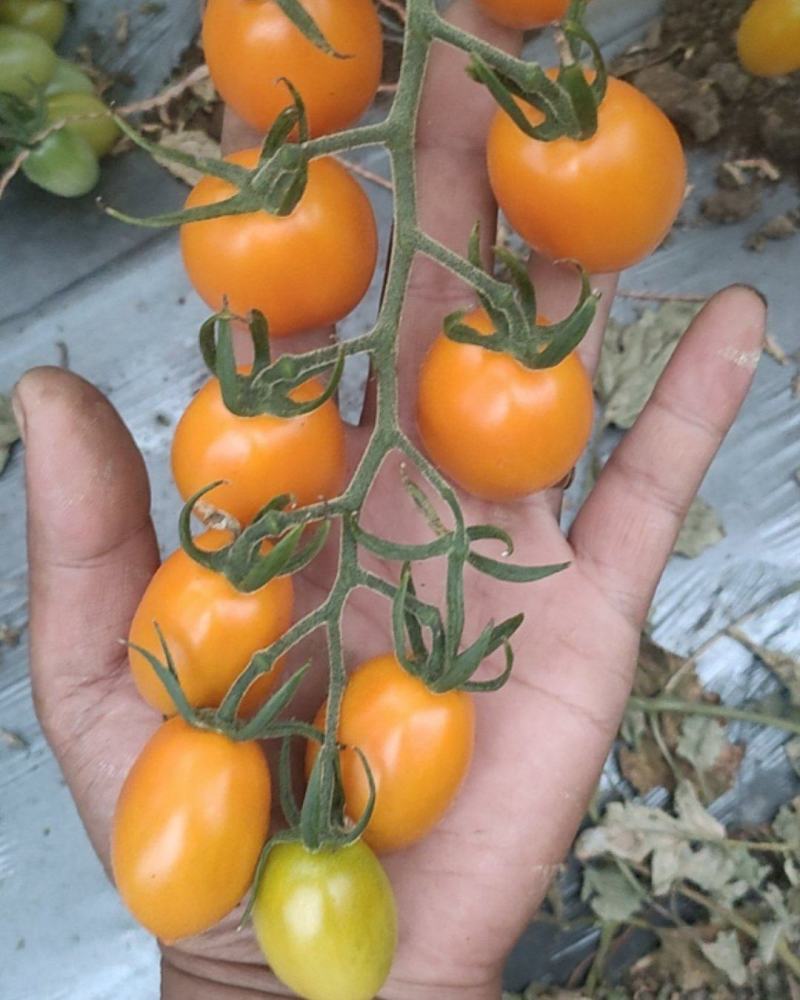 小西红柿玲珑香芒皇后