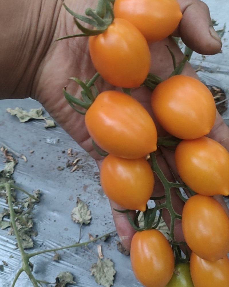 小西红柿玲珑香芒皇后