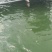 红鲳鱼