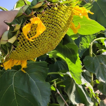 现割葵花盘子