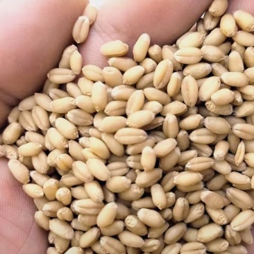 500吨泛麦8号小麦，在南阳市方城县清河镇