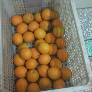 柑橘