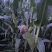 白糯水果玉米