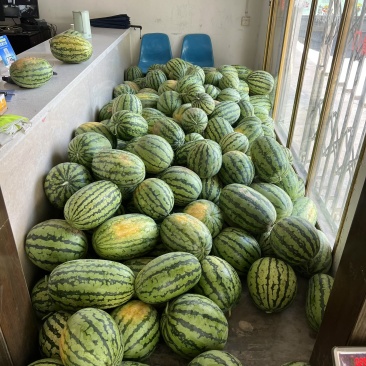 露天西瓜