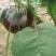廊坊霸州胜芳茄子