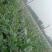 廊坊霸州胜芳茄子